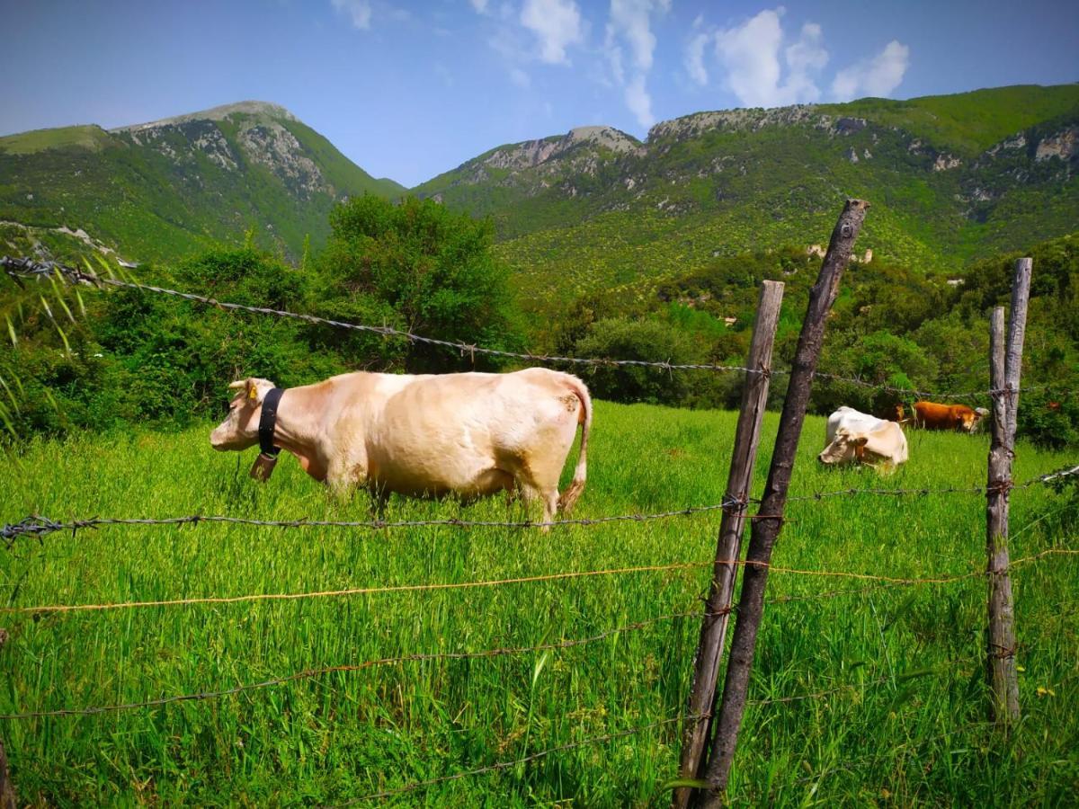 Agriturismo Colloreto Morano Calabro Εξωτερικό φωτογραφία